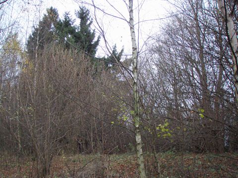 Foto 19